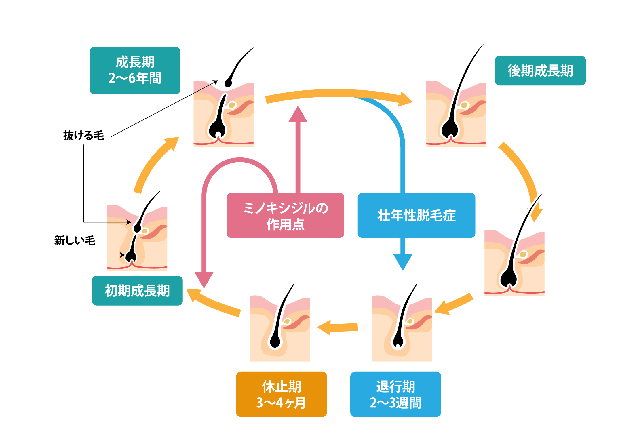 ヘアサイクルとミノキシジルの作用